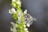Anthophora quadrimaculata